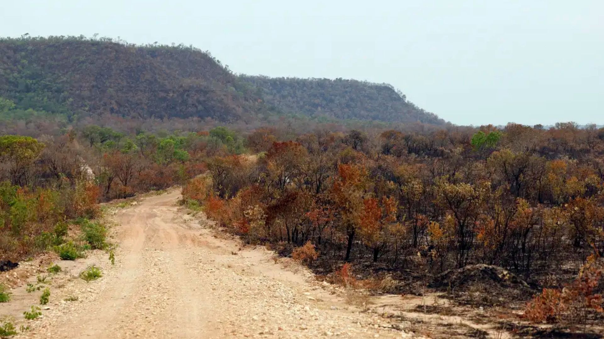 Vegetação nativa cai para 65% do território brasileiro em 41 anos